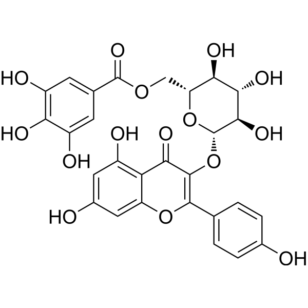 Kaempferol-3-O-(6′′-galloyl)-β-glucopyranoside 56317-05-6